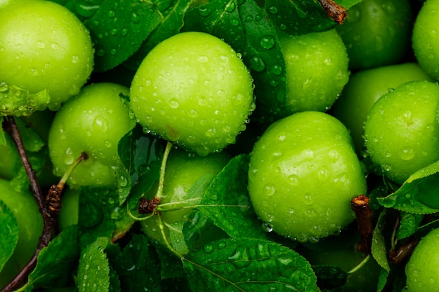 درباره کوثر دانیال